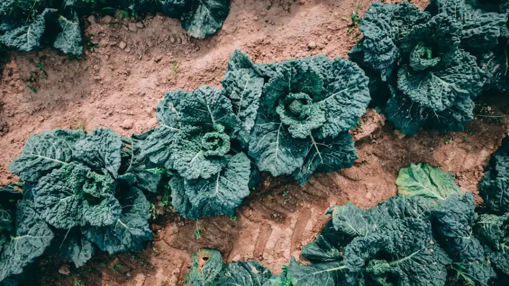 昆明弱电施工方案解析：桥架安装与综合布线技术要点